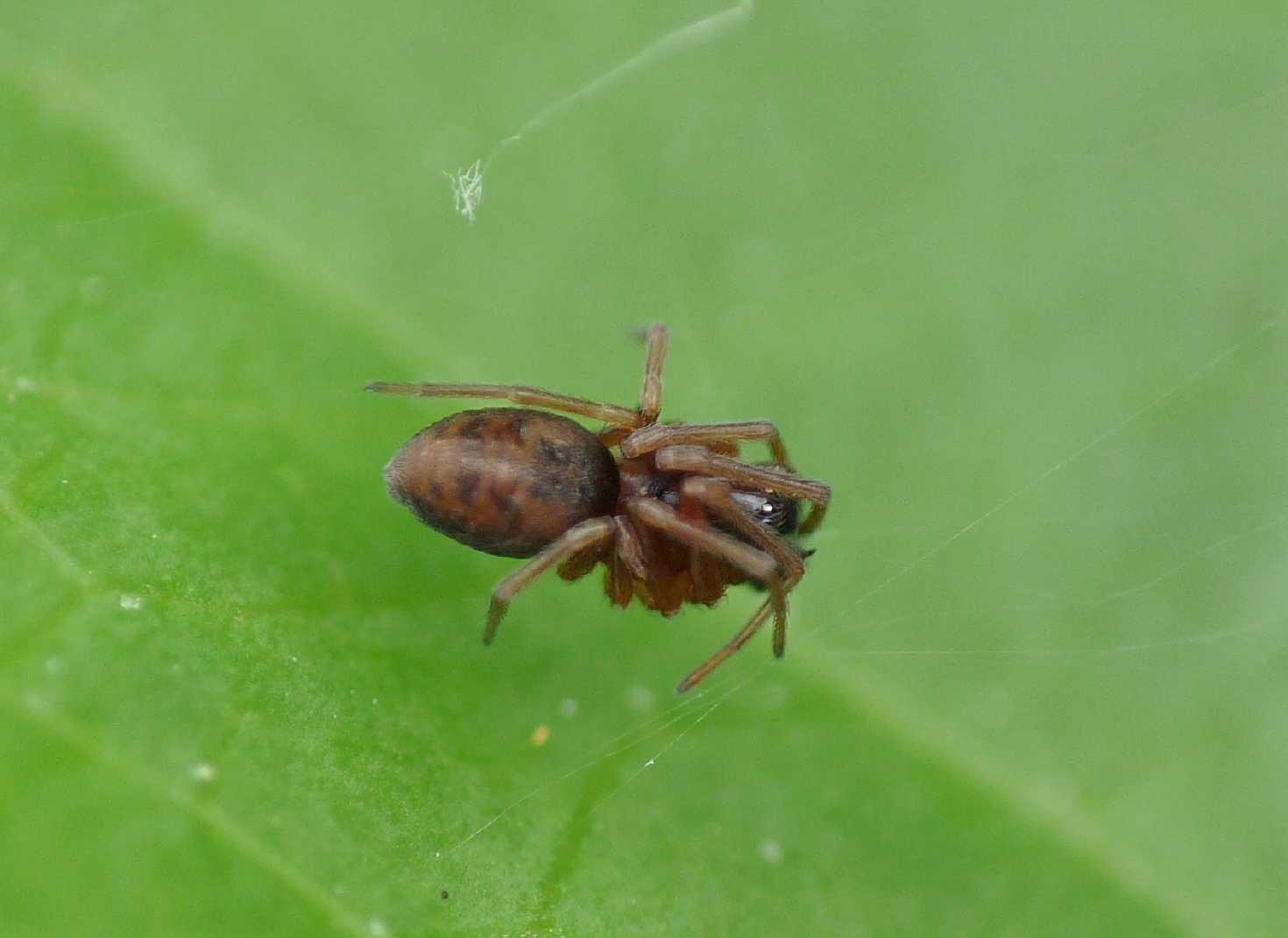 Coppia di Dictyna sp. con afide